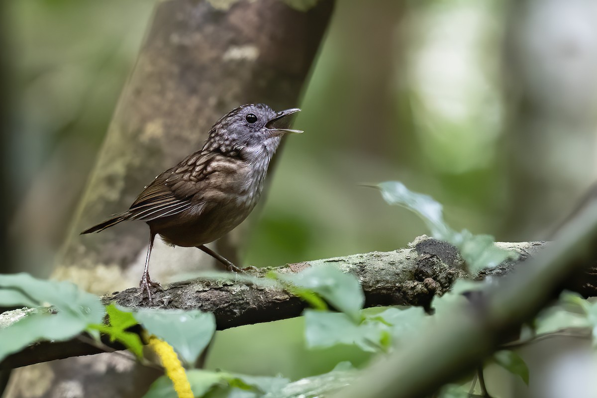 ノドフサザイチメドリ - ML637627569