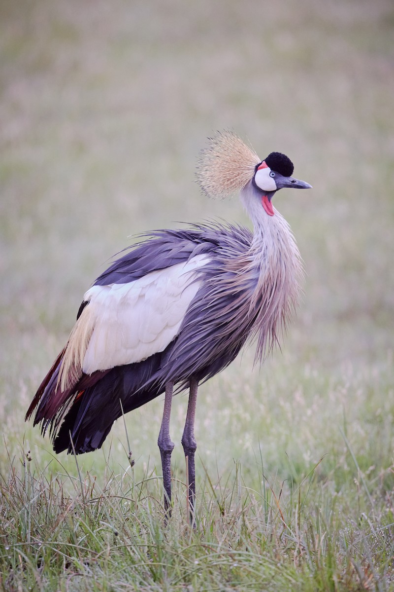 Gray Crowned-Crane - ML637627606