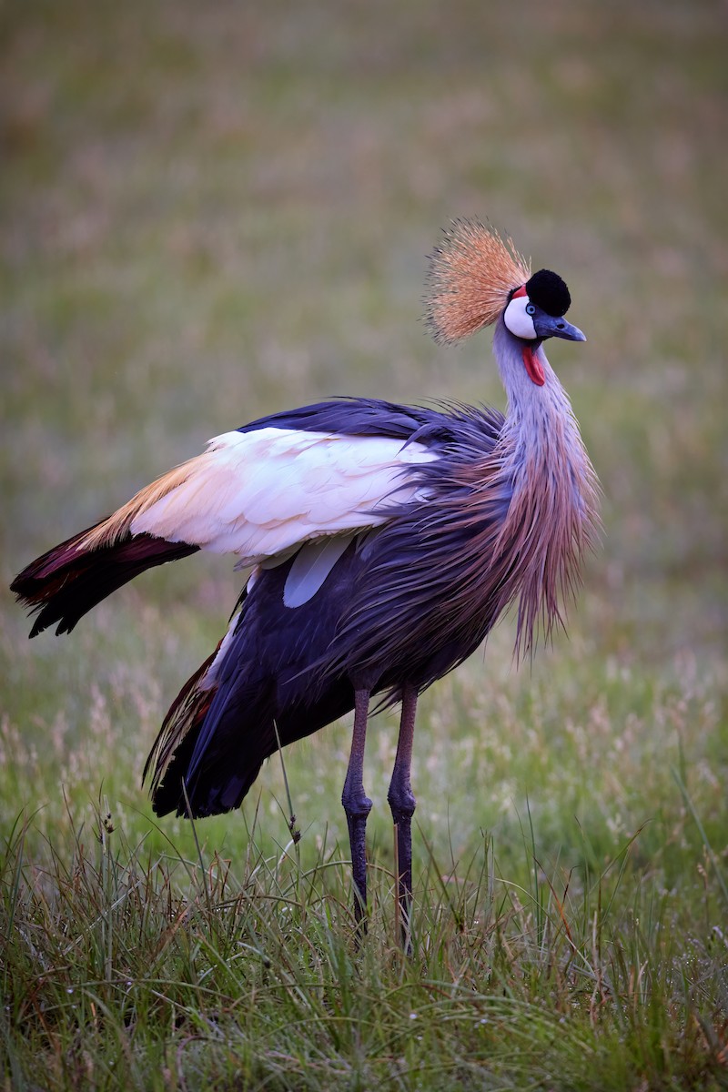 Gray Crowned-Crane - ML637627607