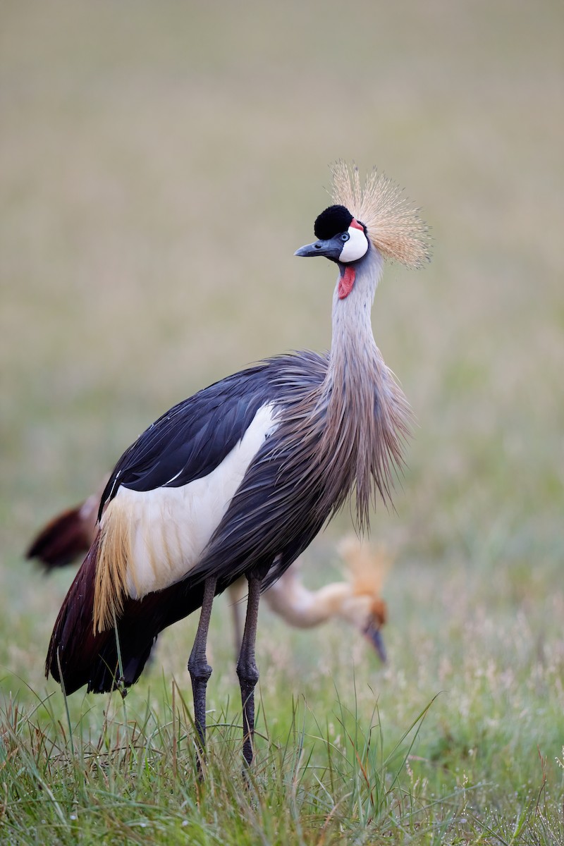 Gray Crowned-Crane - ML637627608