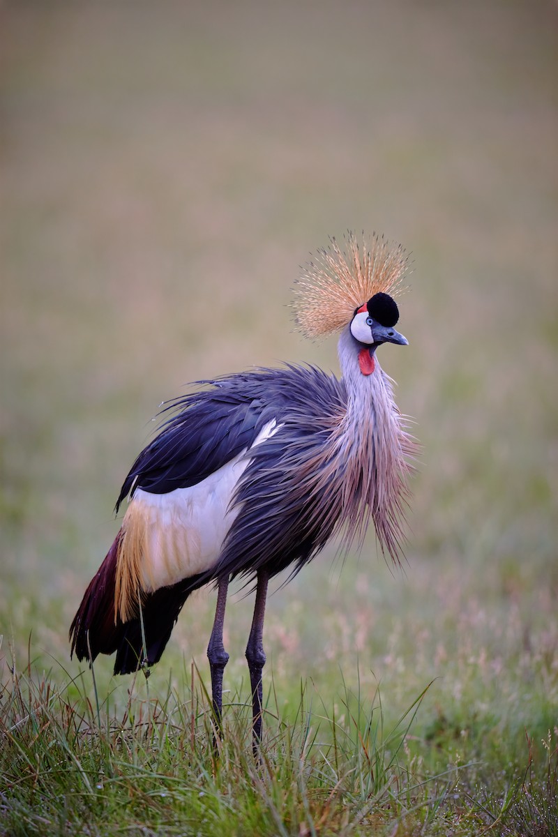 Gray Crowned-Crane - ML637627609