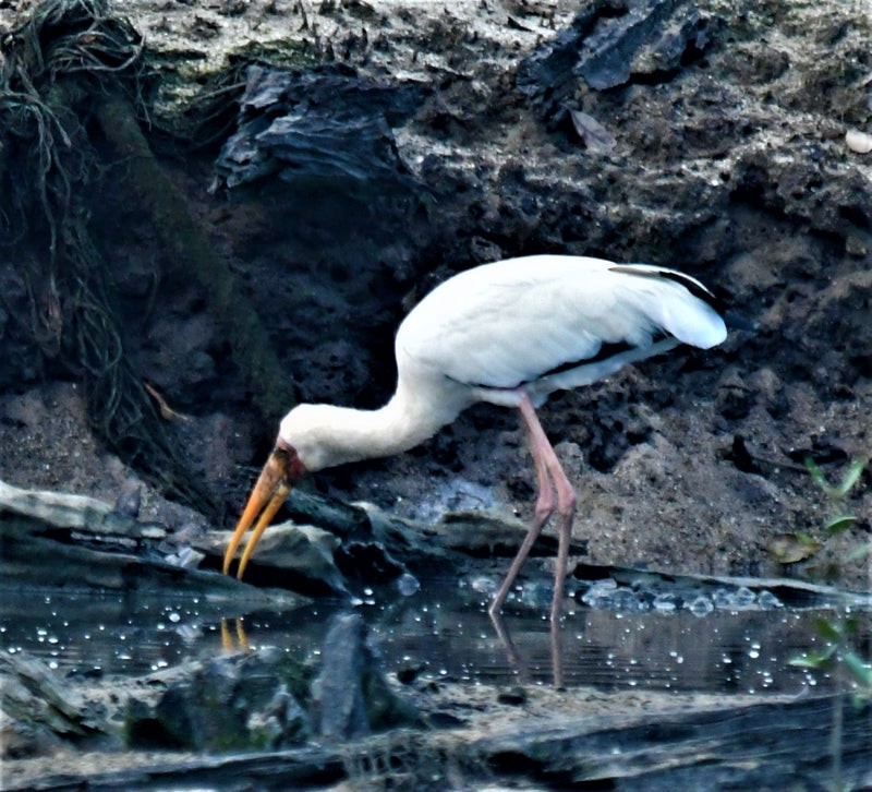 Milky Stork - ML637627637