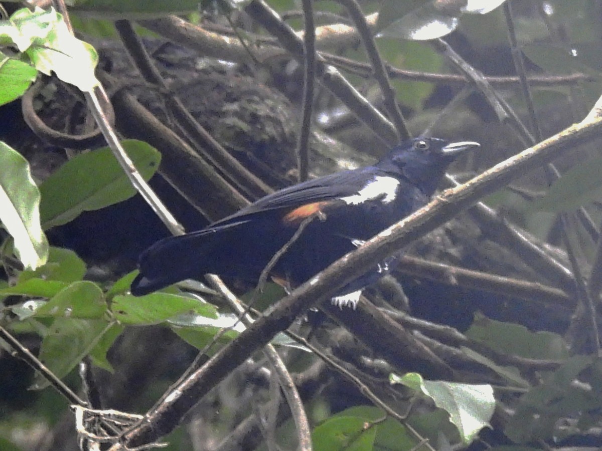 Fulvous-crested Tanager - ML637627703