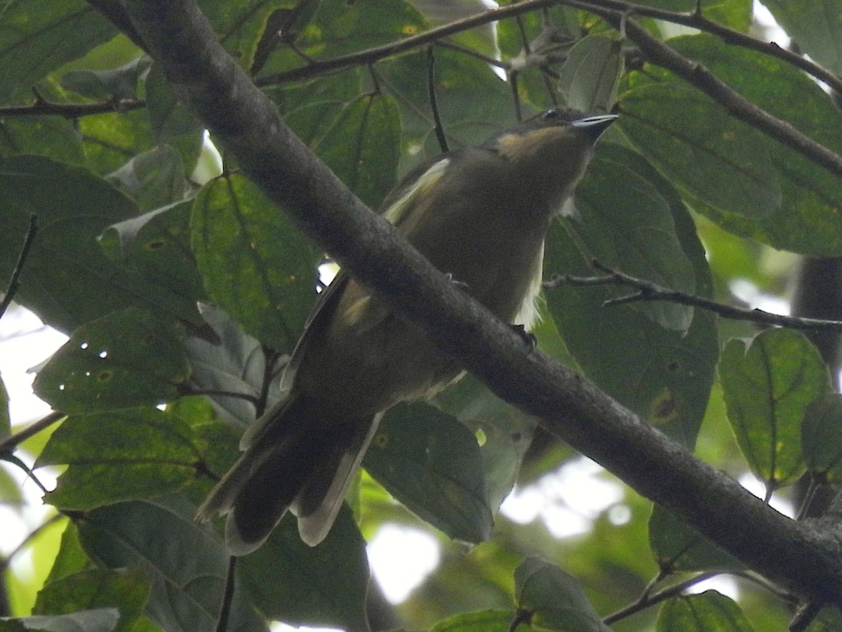 Fulvous-crested Tanager - ML637627704