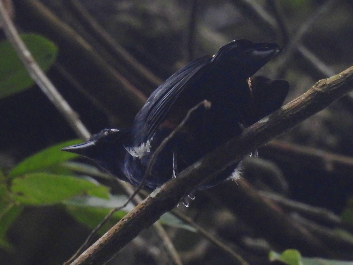 Fulvous-crested Tanager - ML637627705