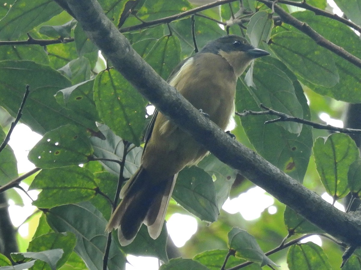 Fulvous-crested Tanager - ML637627706