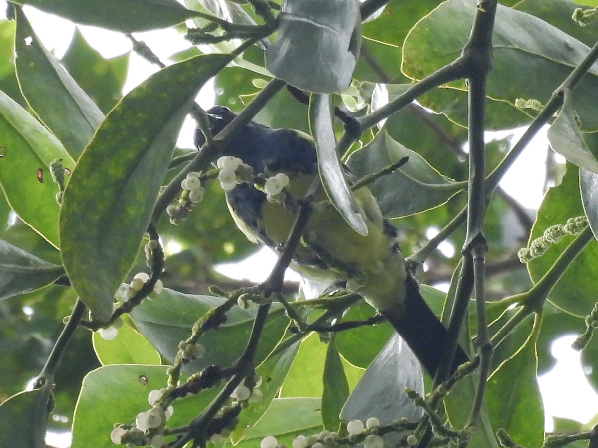 Turquoise Tanager - ML637627771