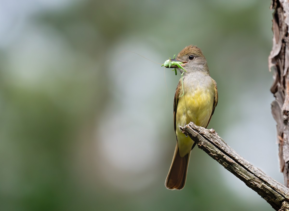 Great Crested Flycatcher - ML637627790