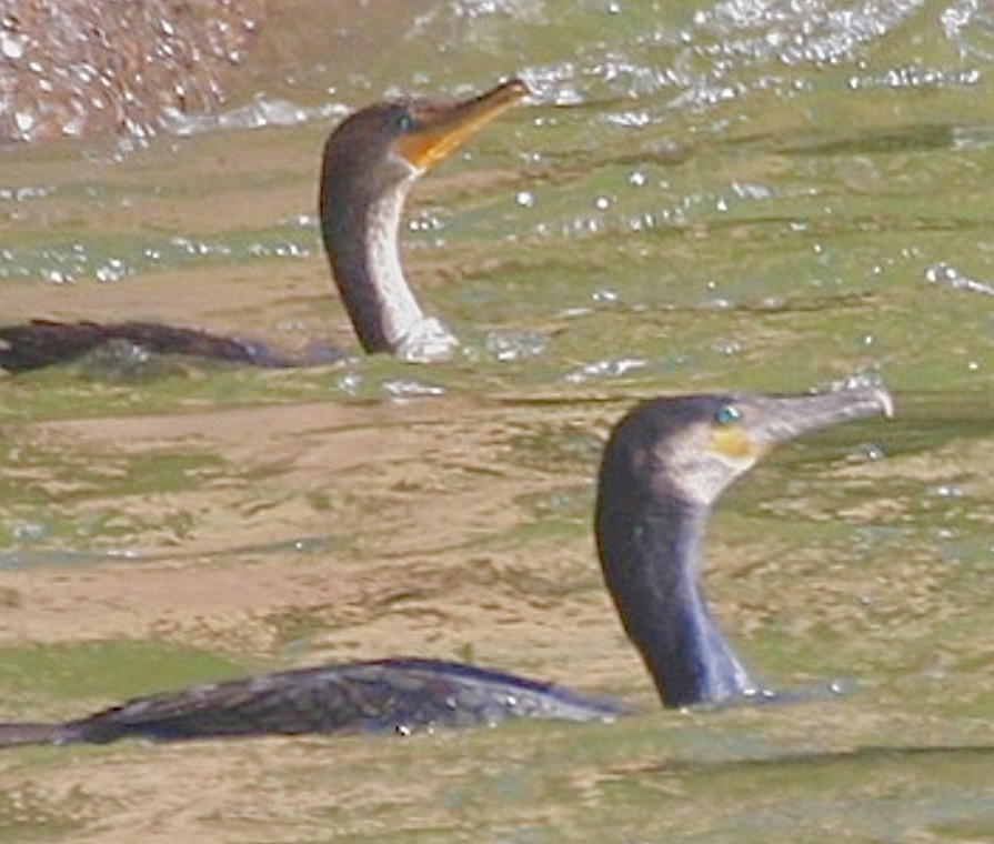 Grand Cormoran - ML637627793