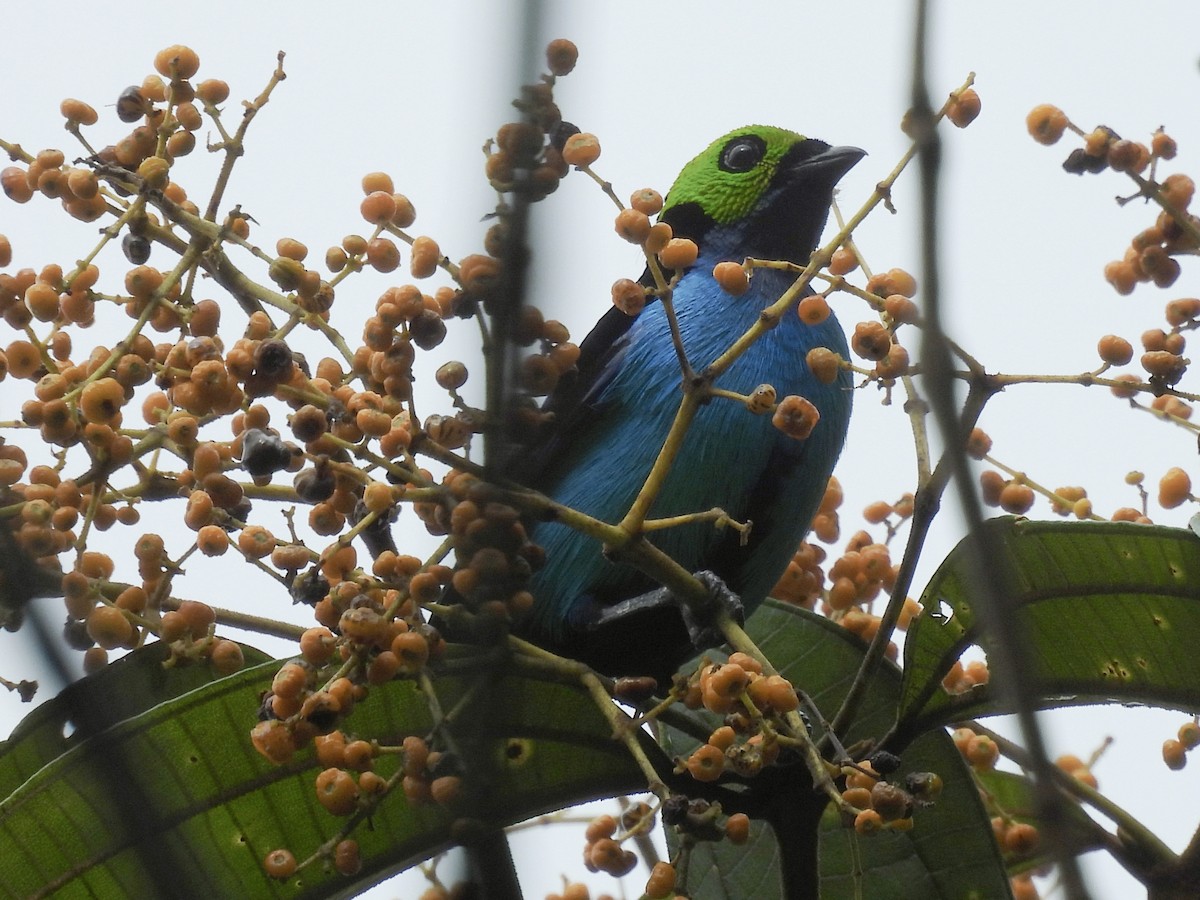 Paradise Tanager - ML637627796