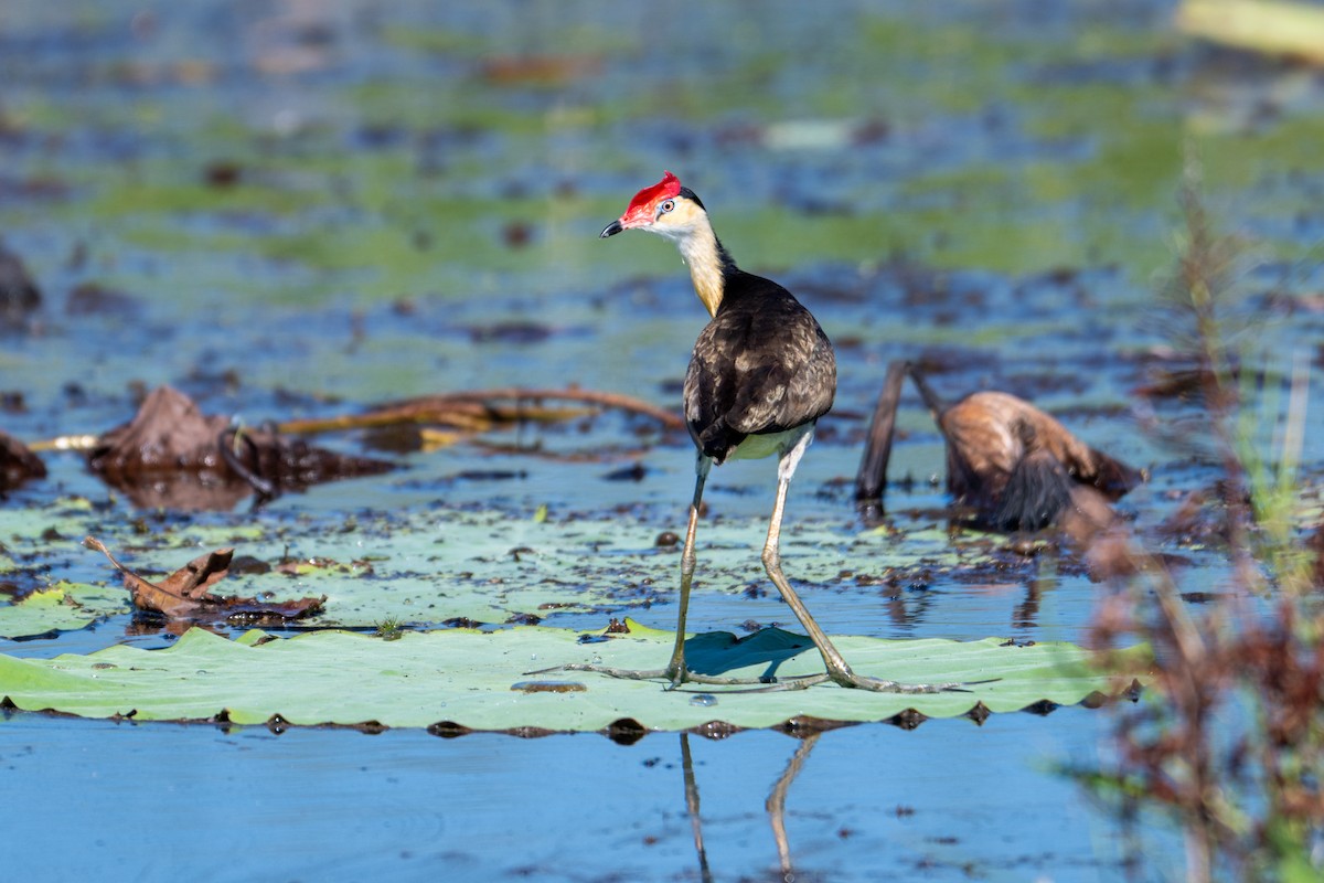 Comb-crested Jacana - ML637627832