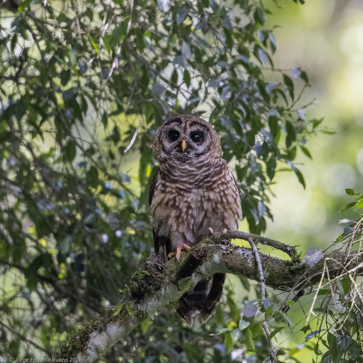 Fulvous Owl - ML637627913
