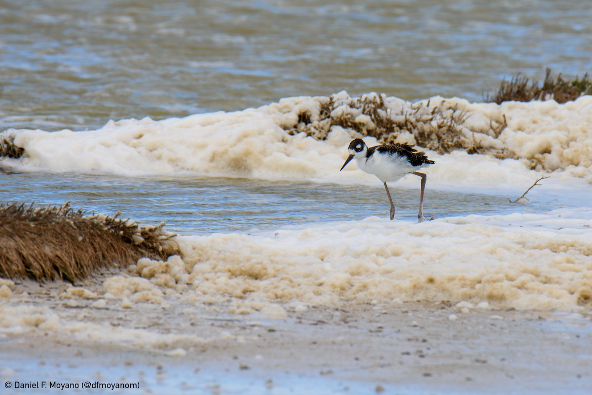 Black-necked Stilt - ML637627922
