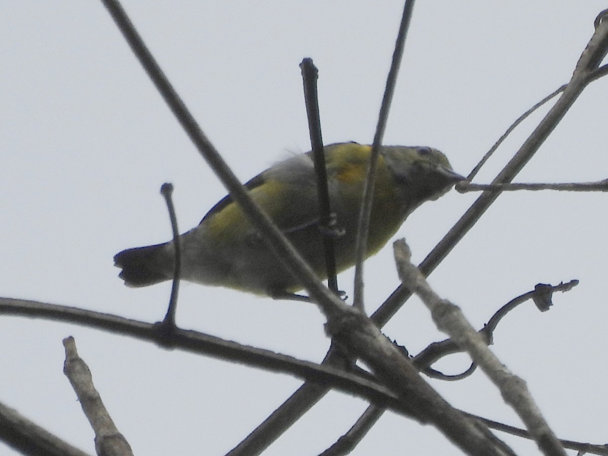 White-vented Euphonia - ML637627930