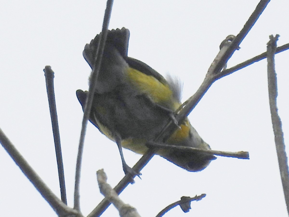 White-vented Euphonia - ML637627931