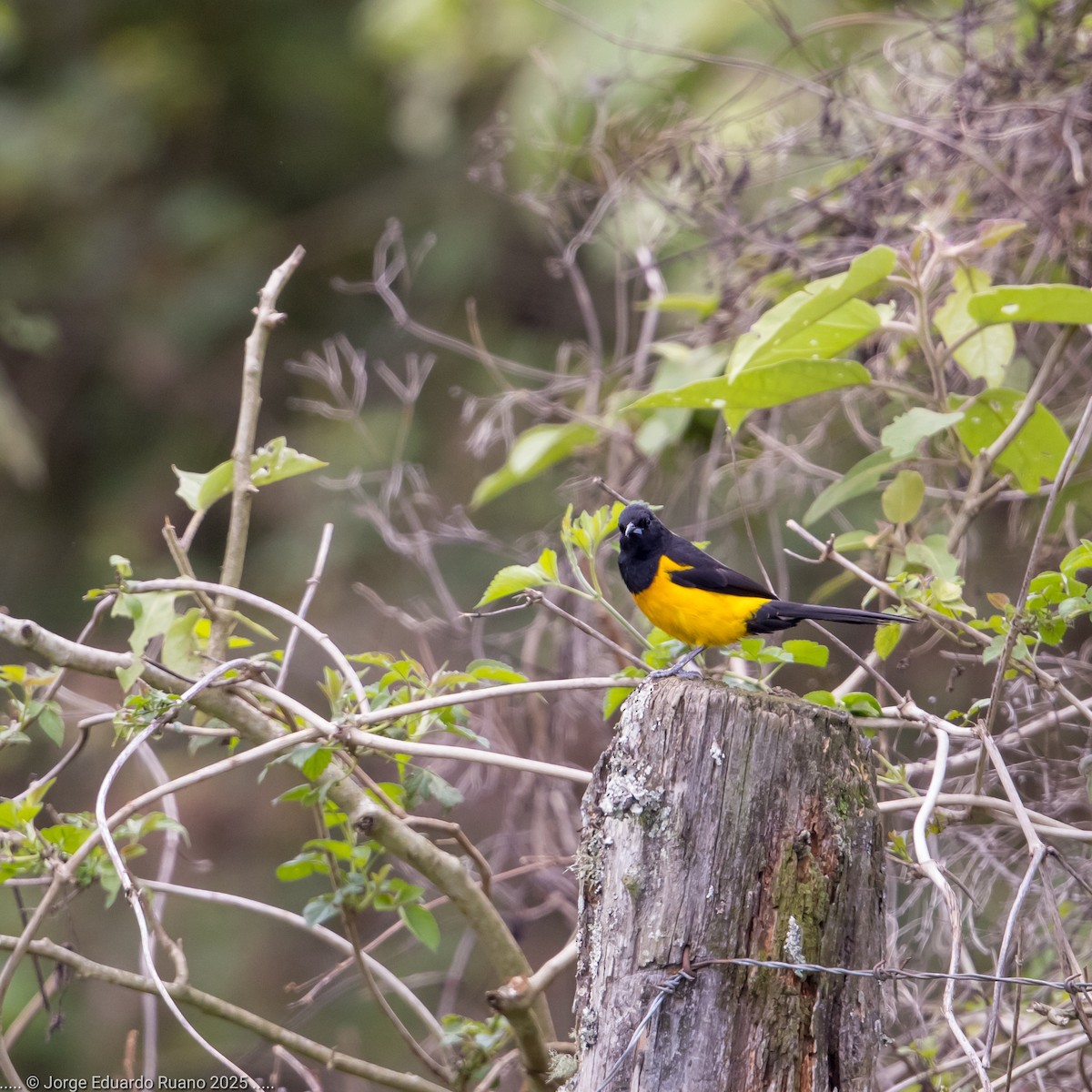 Black-vented Oriole - ML637627939