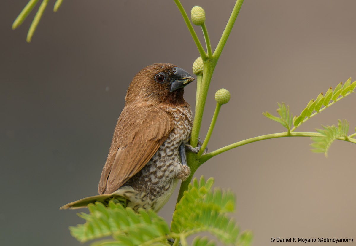 Scaly-breasted Munia - ML637627953