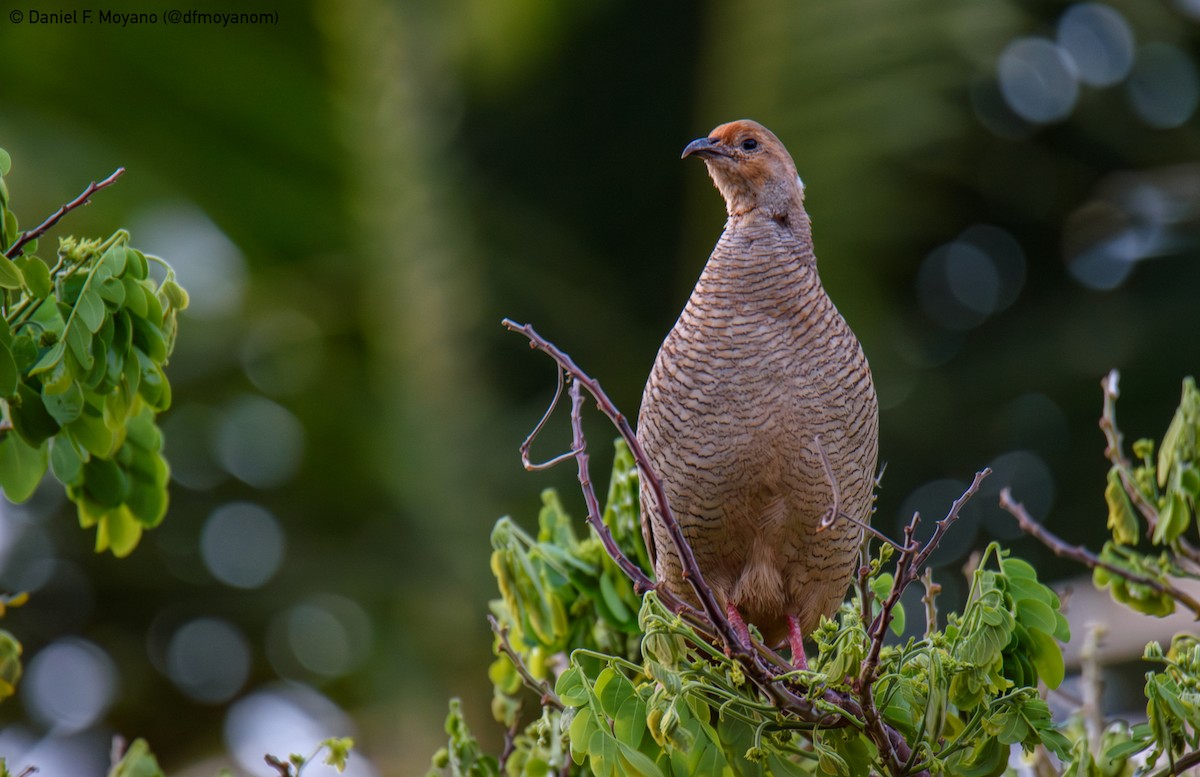 Gray Francolin - ML637628032