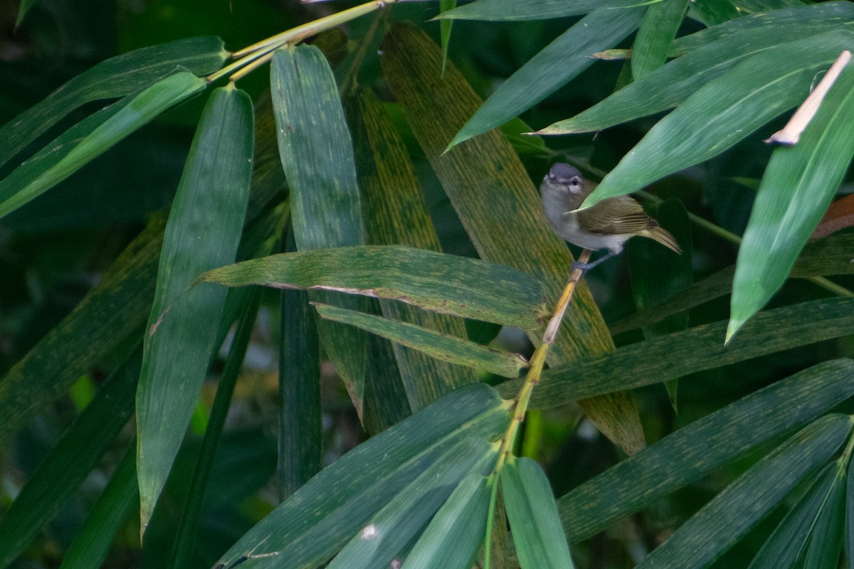 Chivi Vireo - ML637628110
