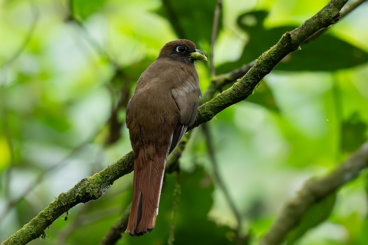 Collared Trogon - ML637628121