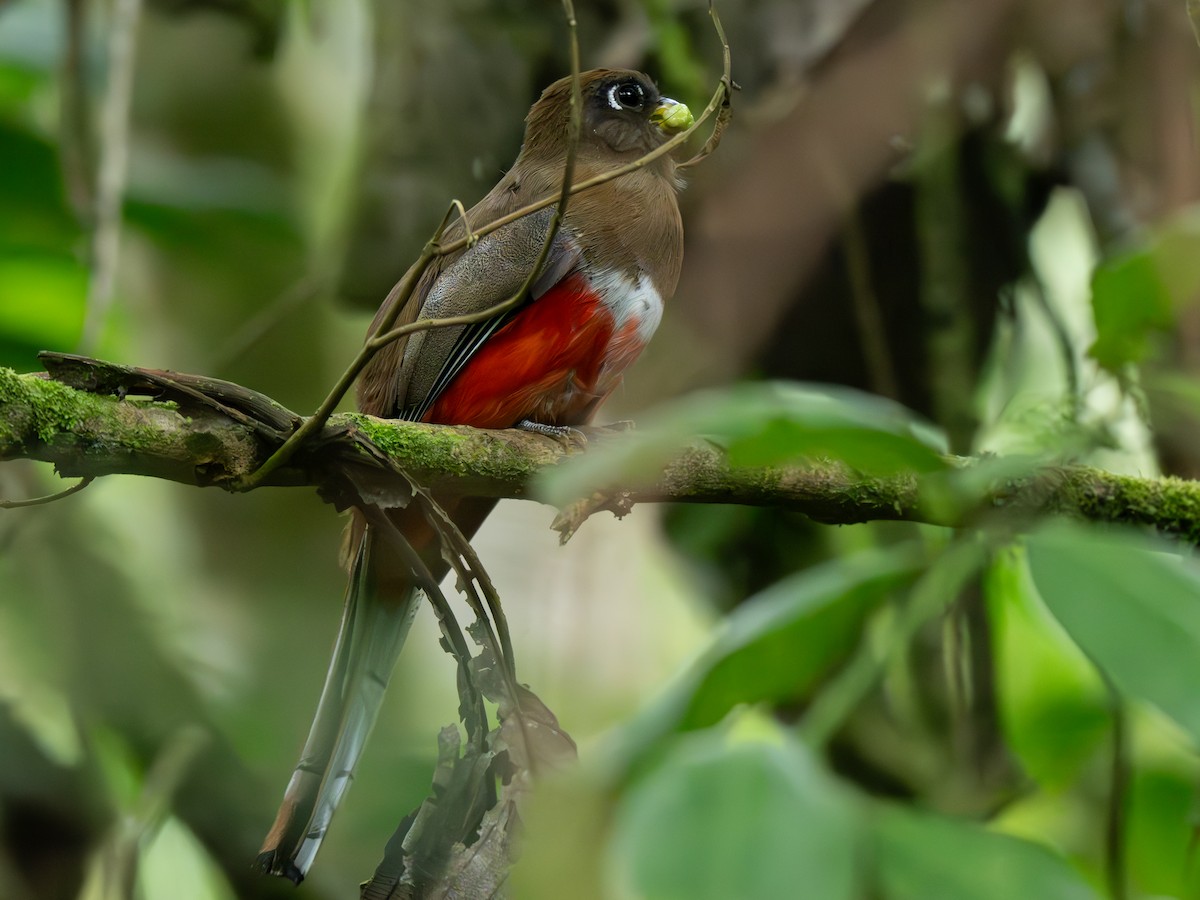 Collared Trogon - ML637628122