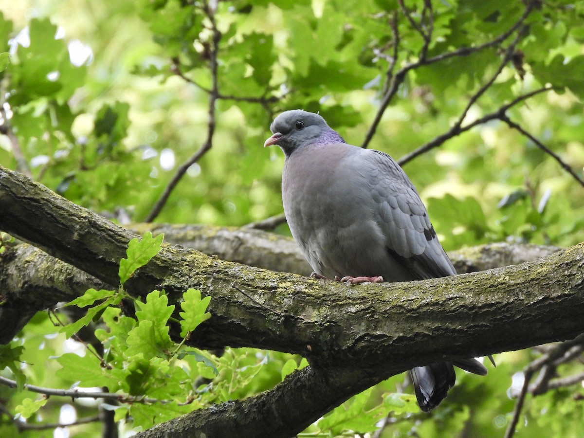 Stock Dove - ML637628123