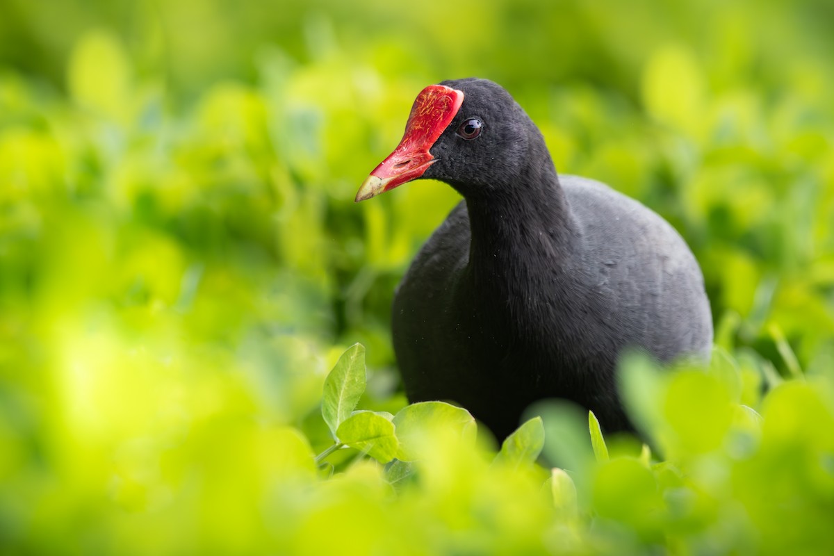 Common Gallinule (Hawaiian) - ML637628128
