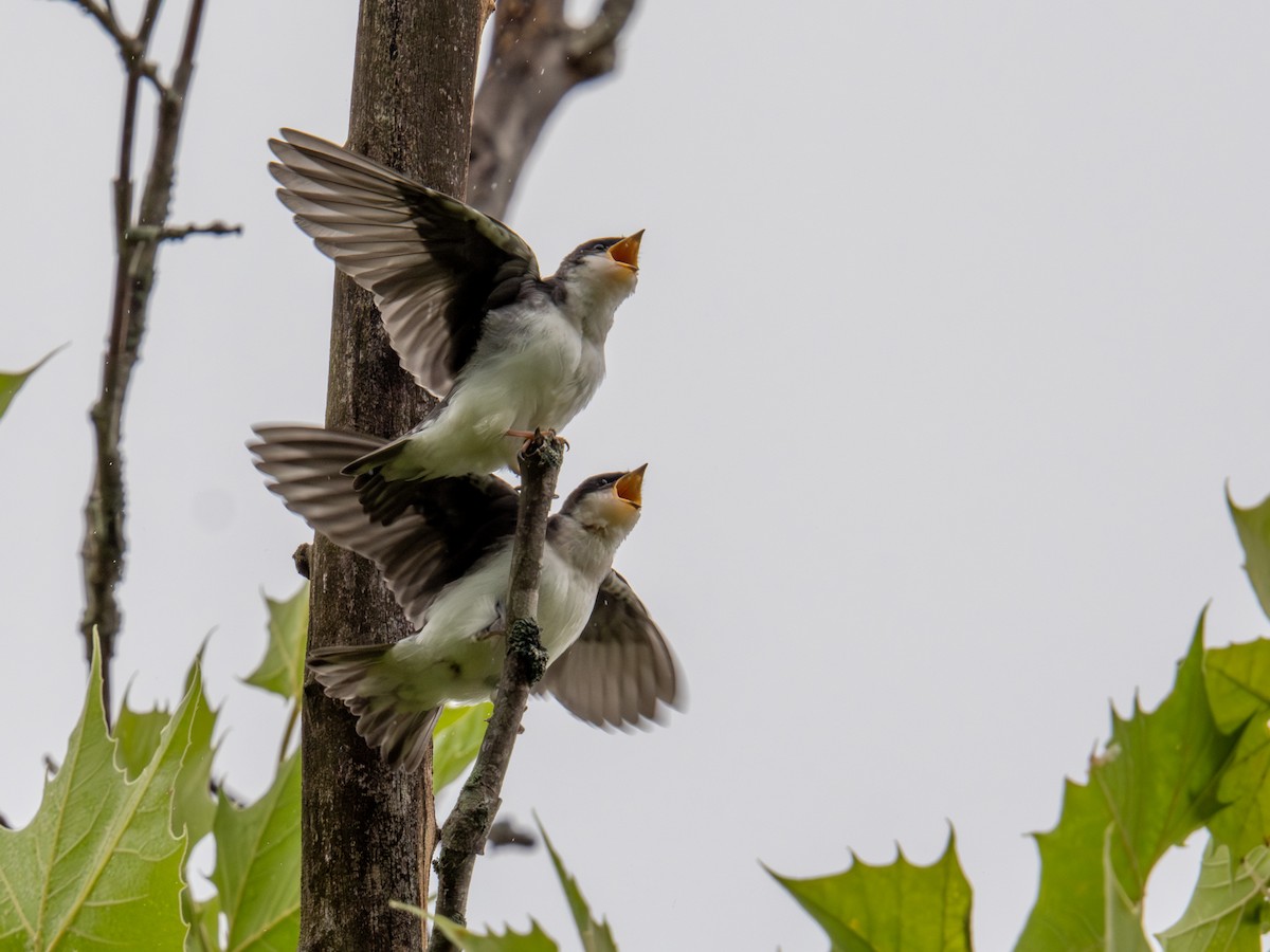 Tree Swallow - Erie Guardless
