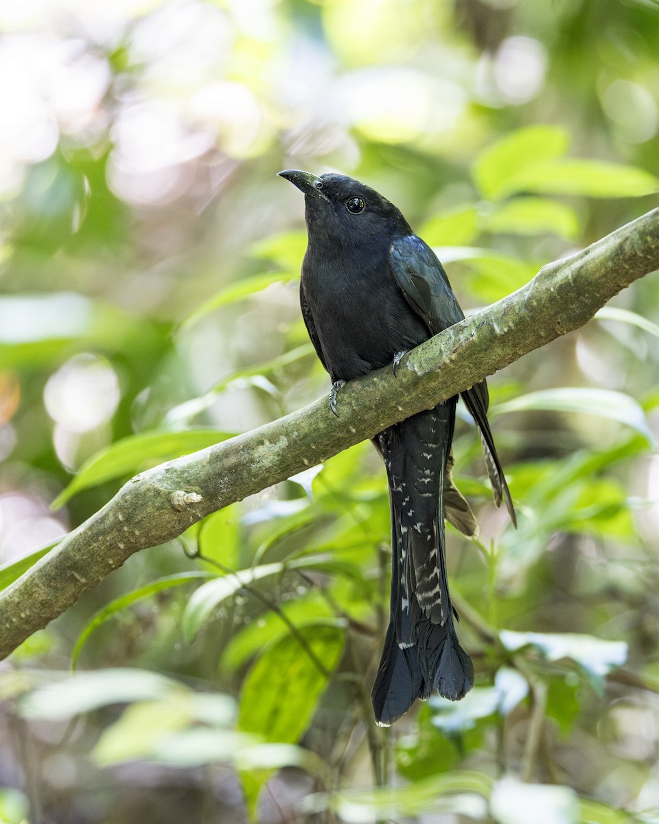 オウチュウカッコウ - ML637628242