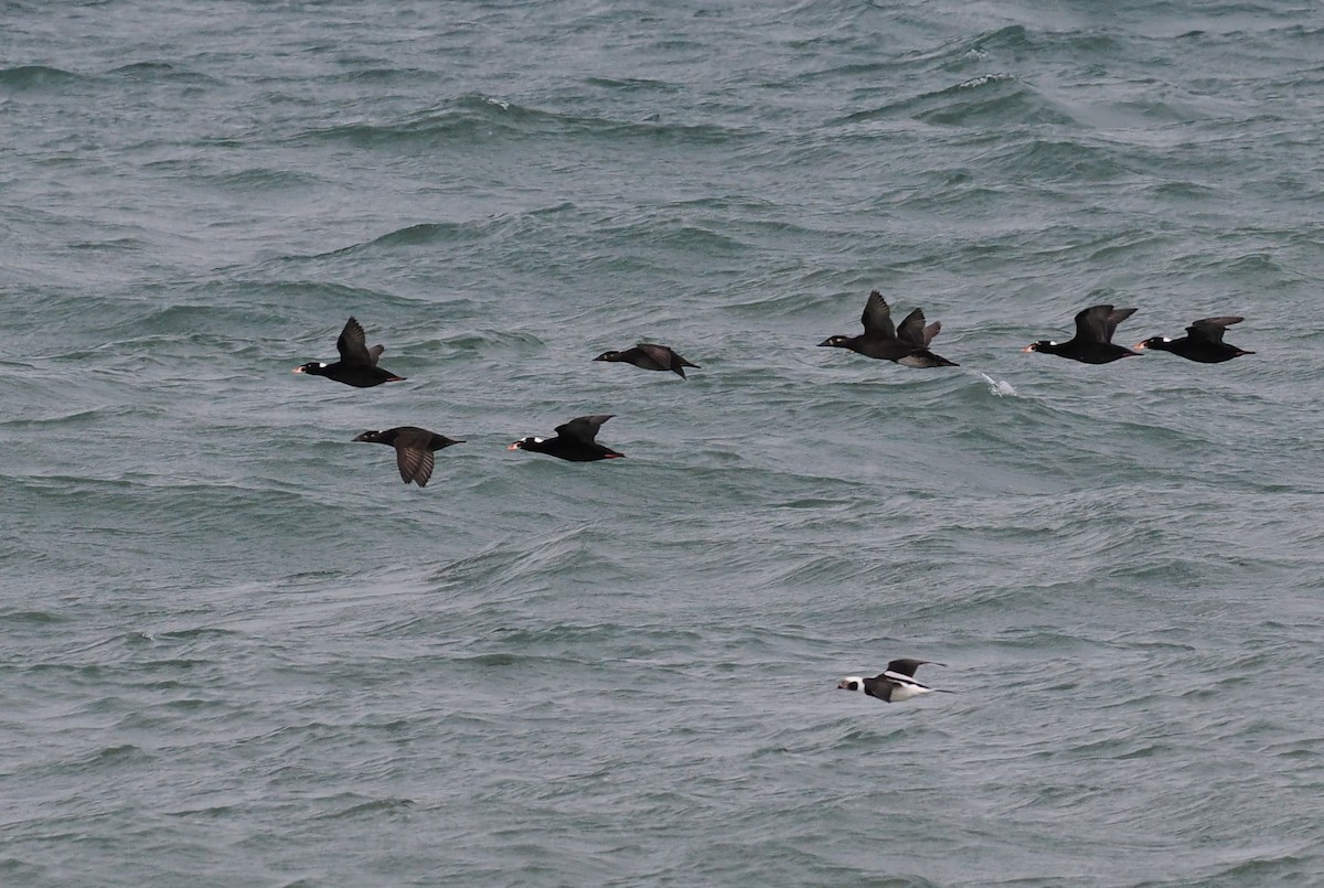 Surf Scoter - ML637628280