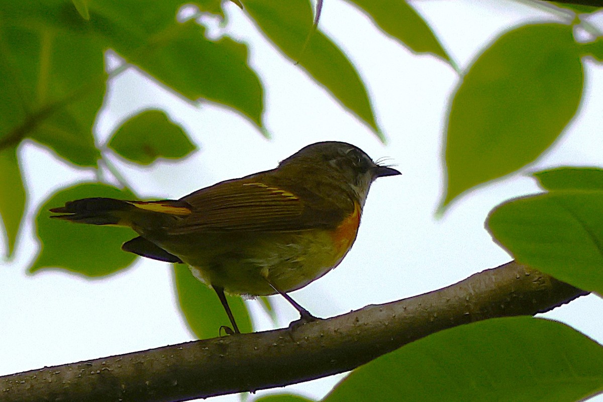 Горихвостковая древесница - ML637628293