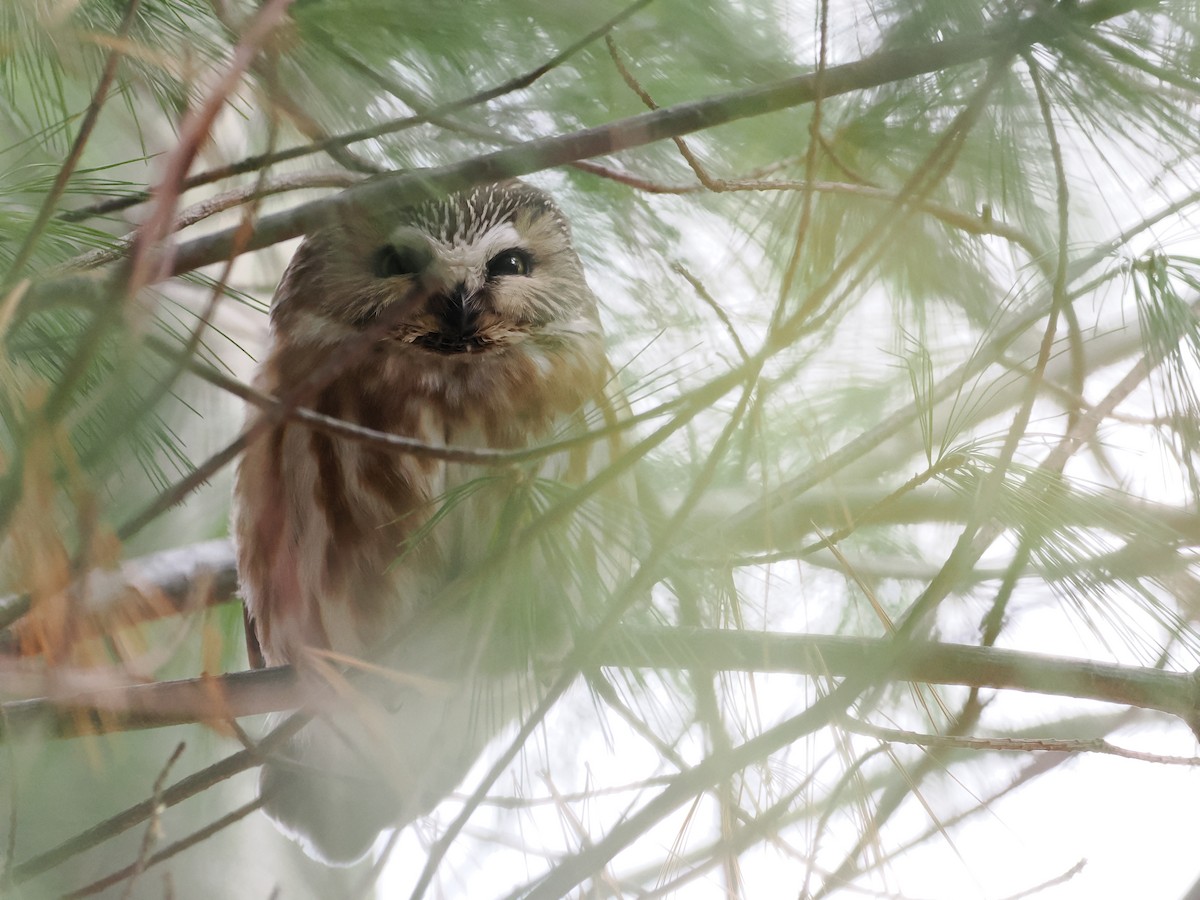 Northern Saw-whet Owl - ML637628326