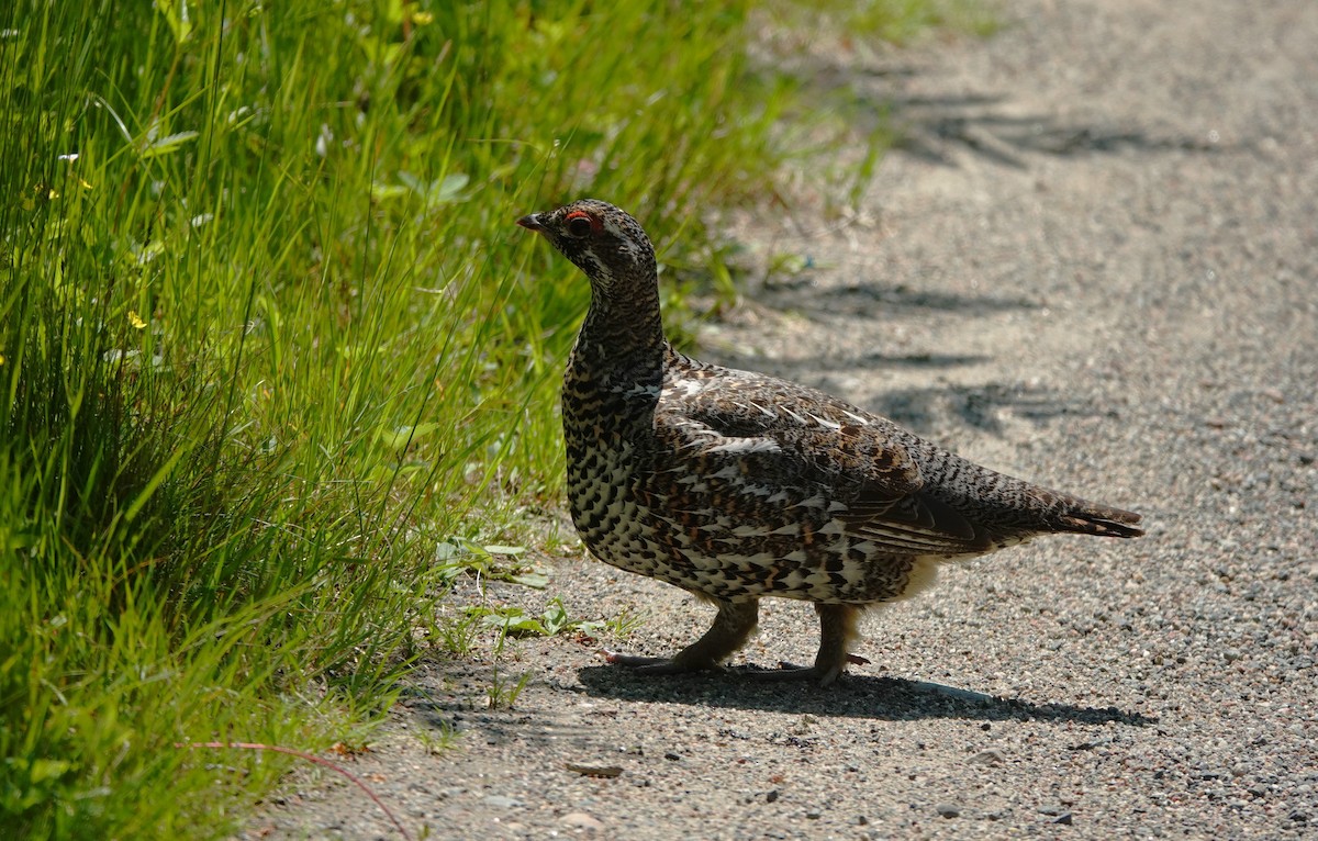 Spruce Grouse - ML637628350