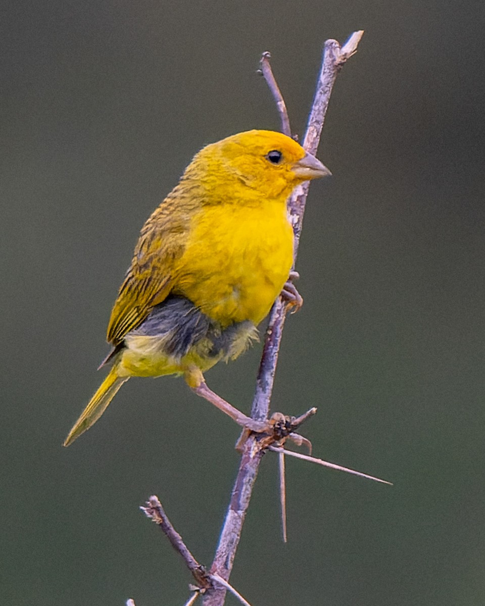 Saffron Finch - ML637628368