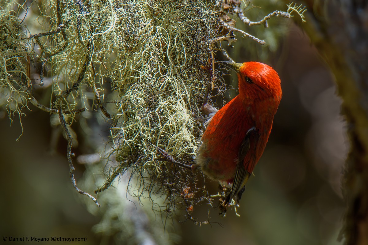 Apapane - ML637628377