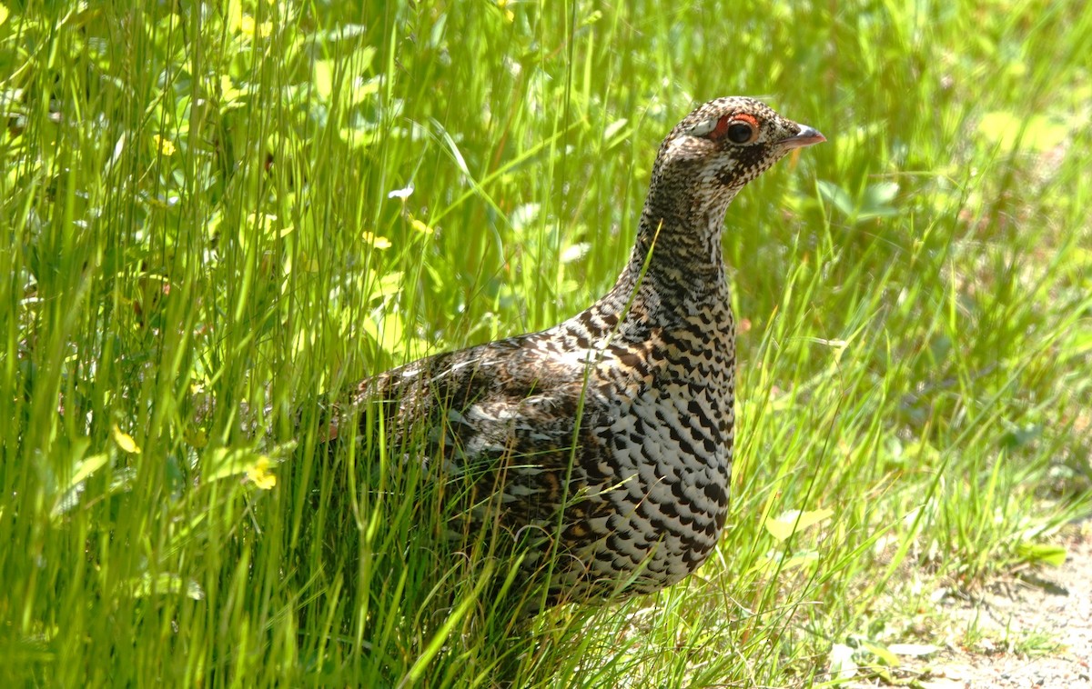 Spruce Grouse - ML637628378