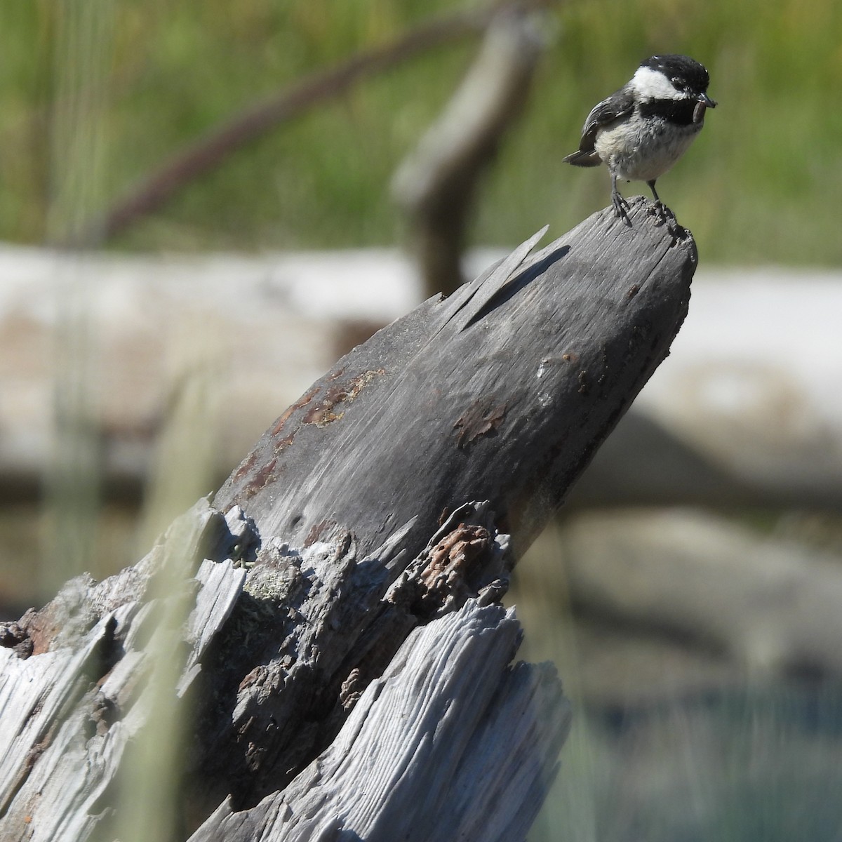 Black-capped Chickadee - ML637628380