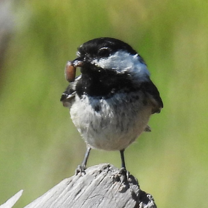 Black-capped Chickadee - ML637628385