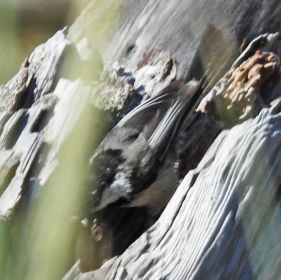 Black-capped Chickadee - ML637628386