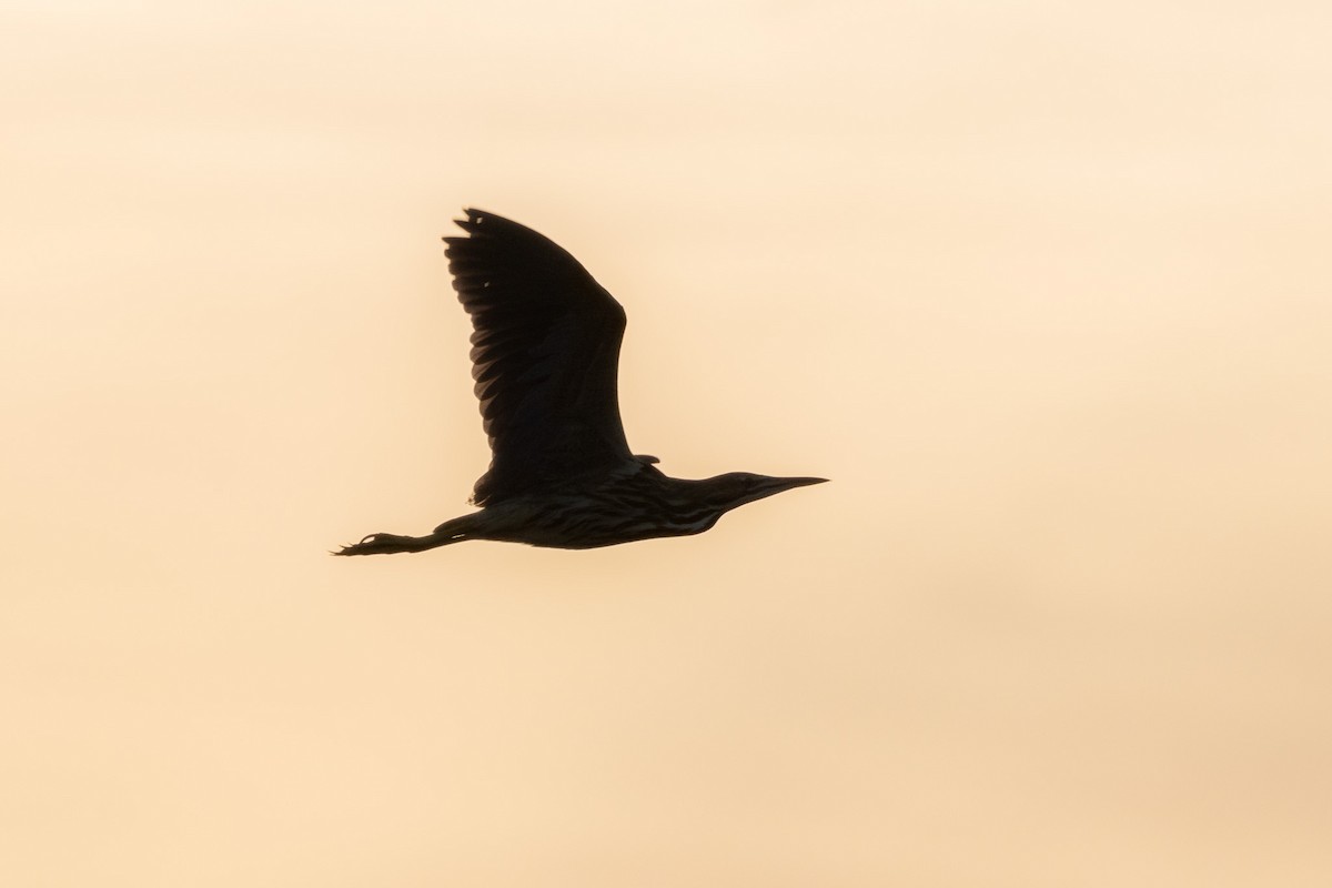 American Bittern
