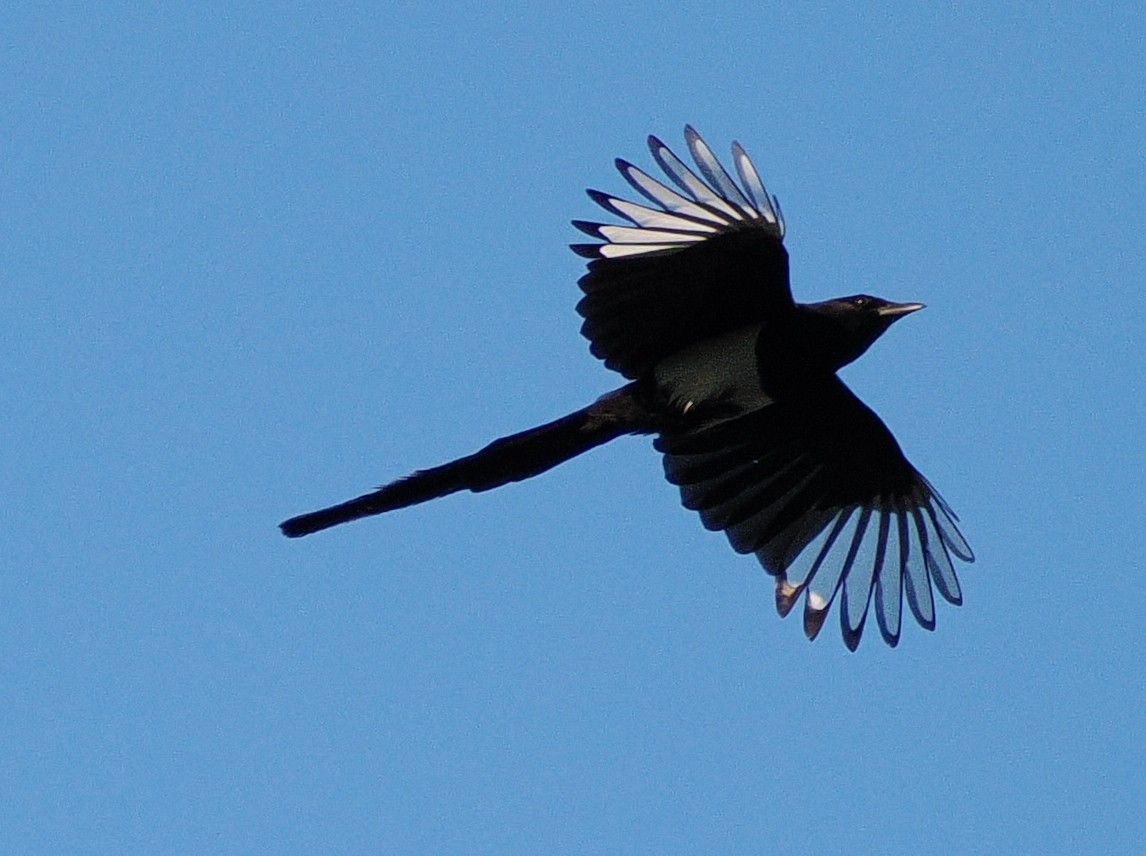 Black-billed Magpie - ML637628428