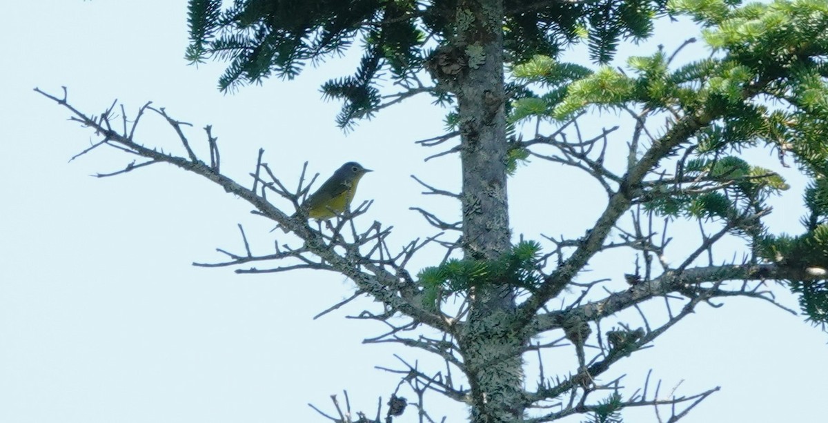 Nashville Warbler - ML637628468