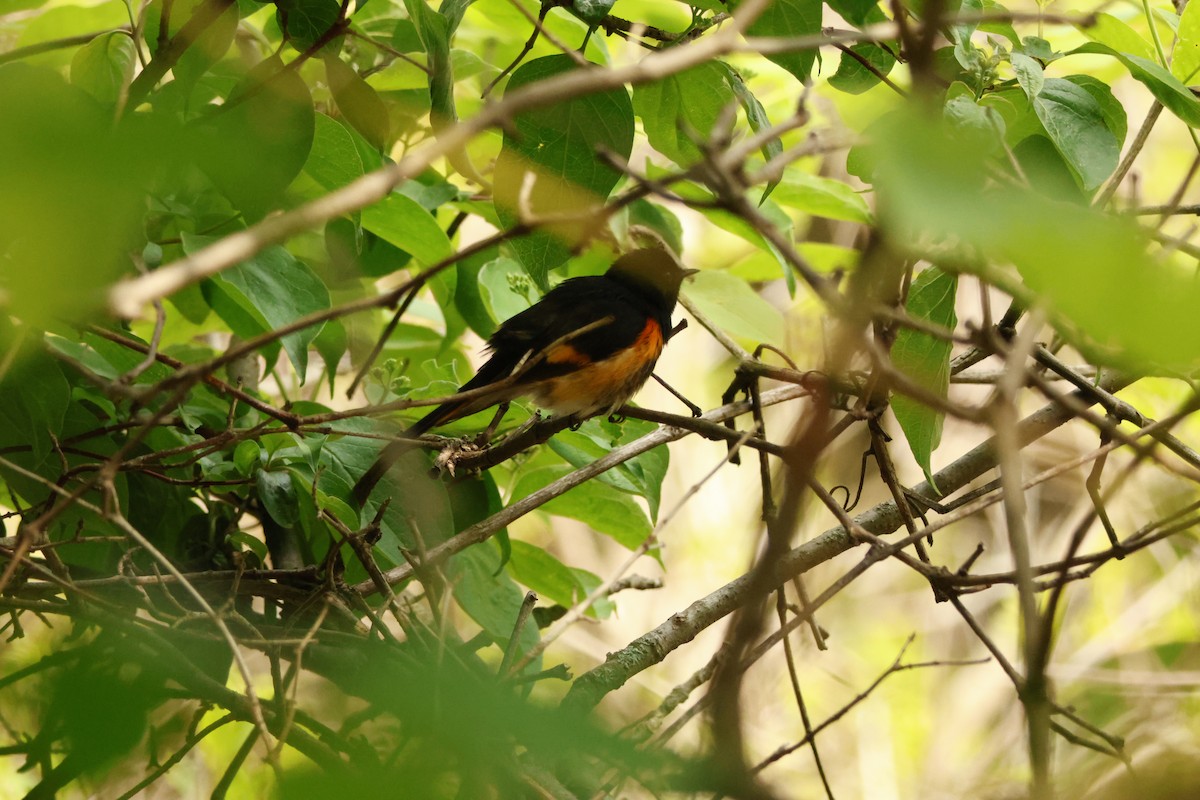 Горихвостковая древесница - ML637628480