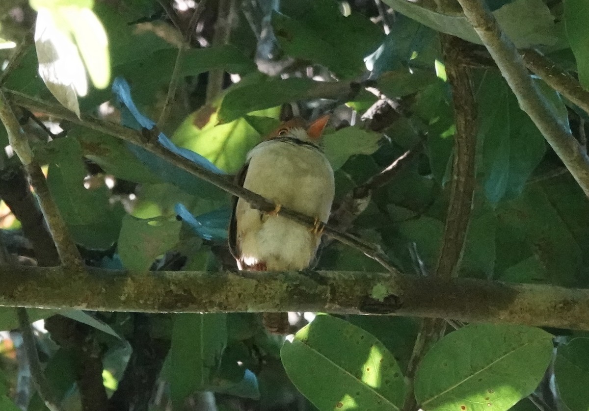 Collared Puffbird - ML637628562