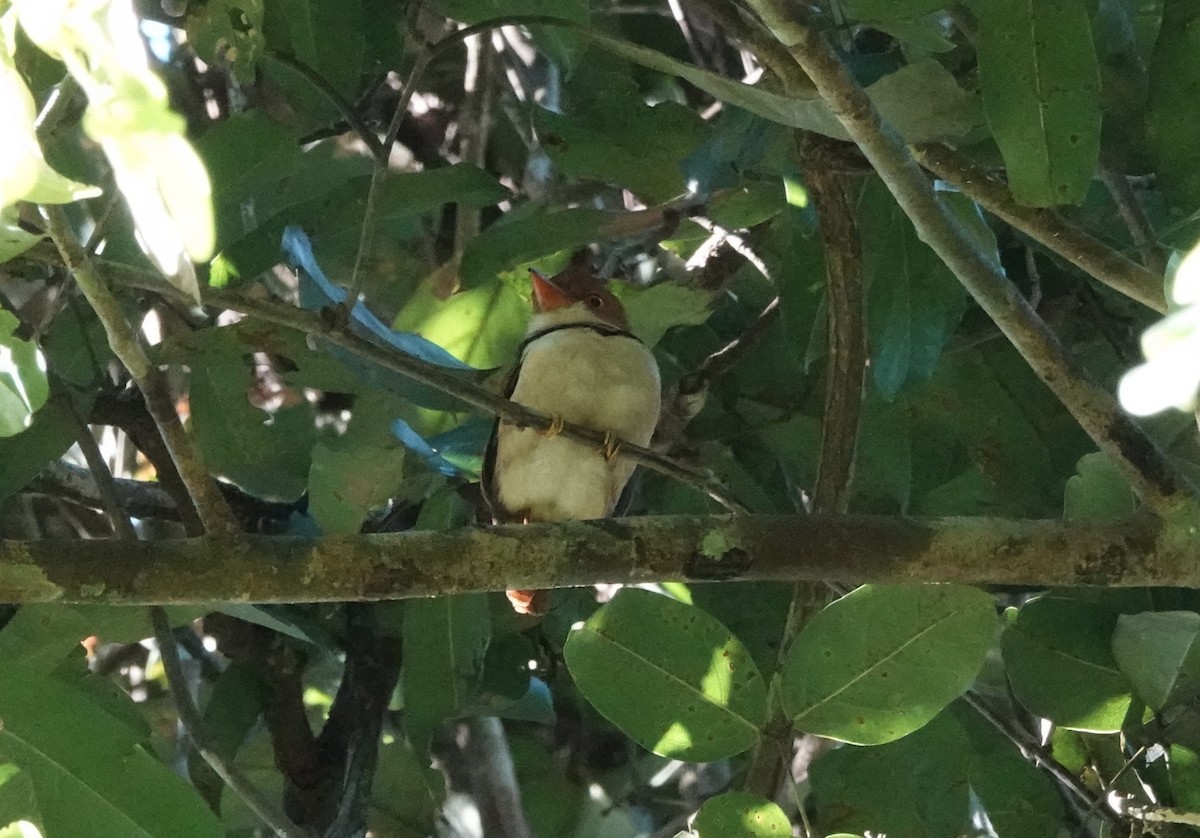 Collared Puffbird - ML637628563