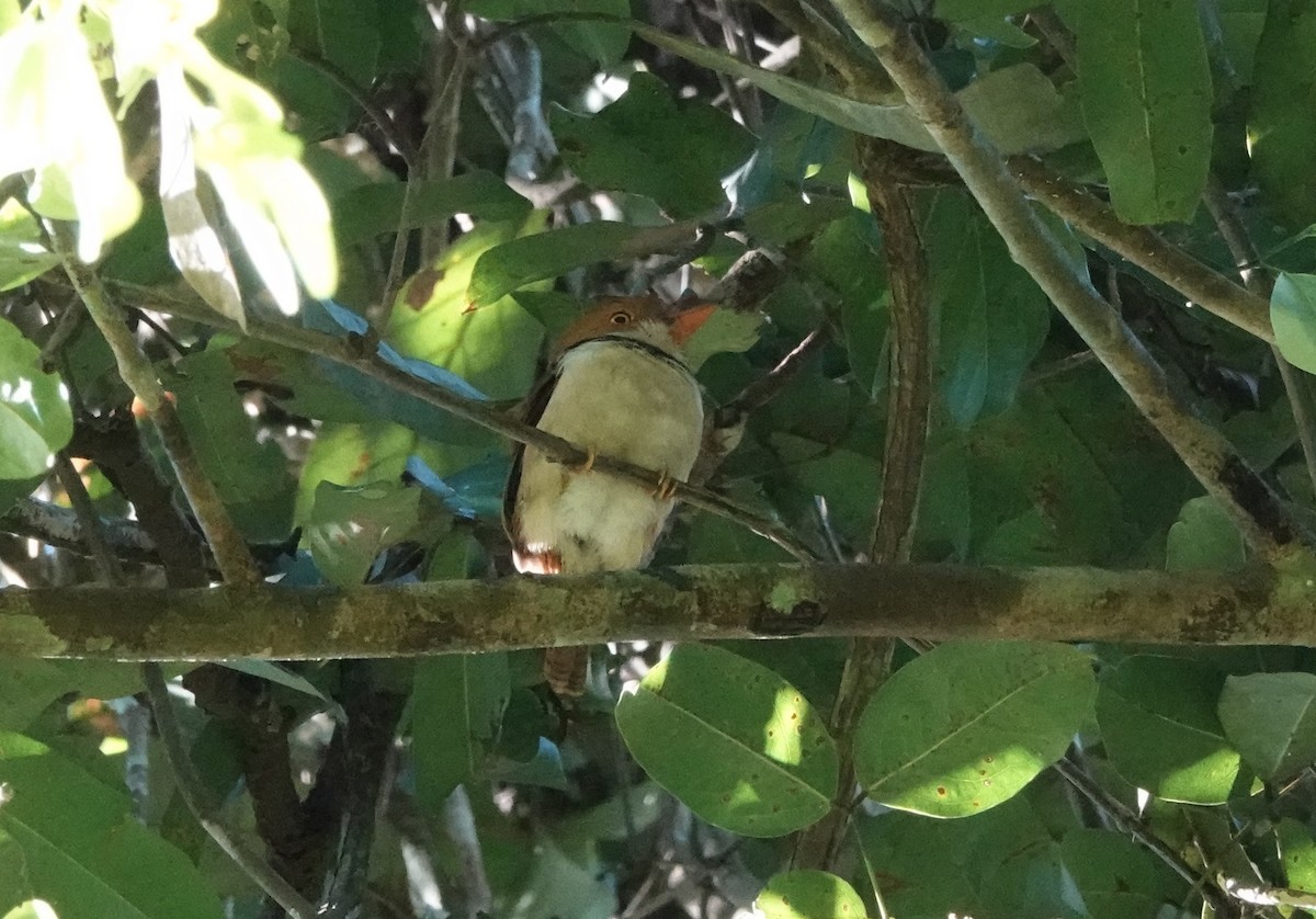 Collared Puffbird - ML637628564