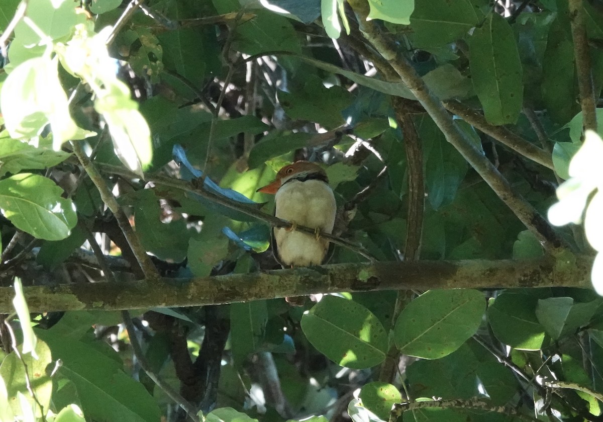 Collared Puffbird - ML637628565