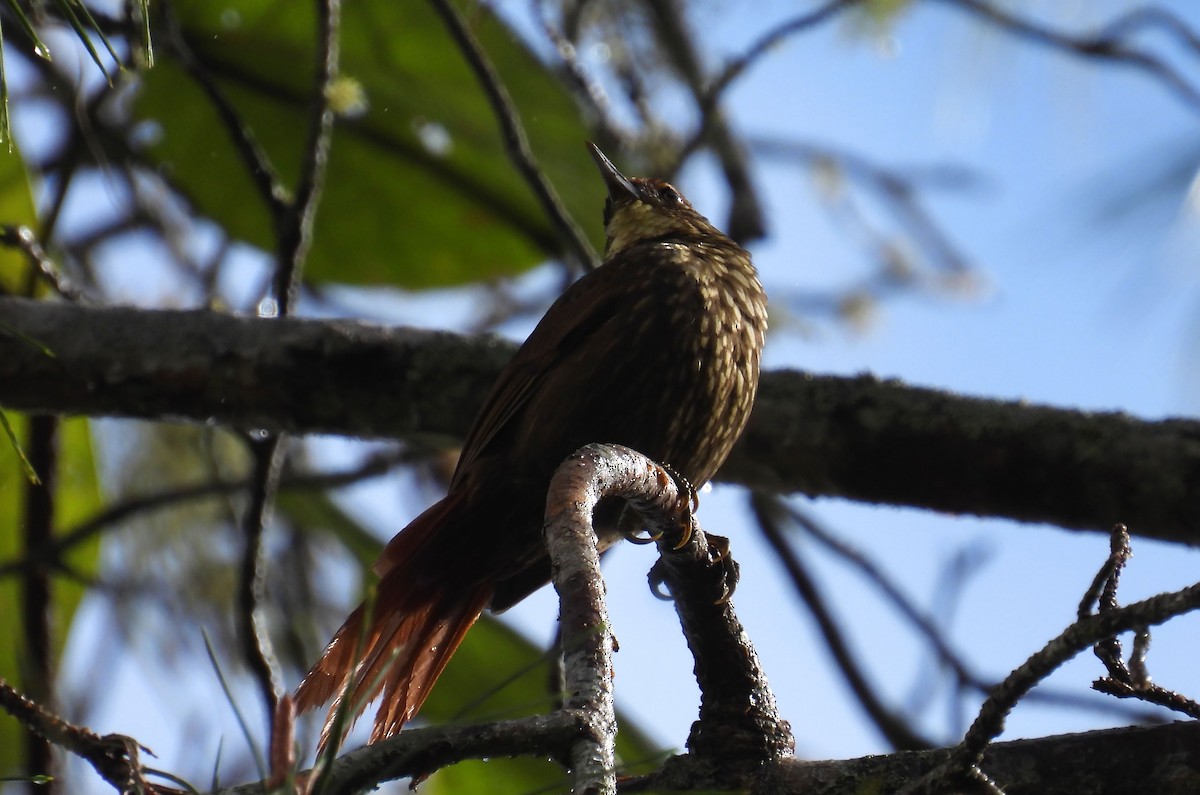 Buff-browed Foliage-gleaner - ML637628625