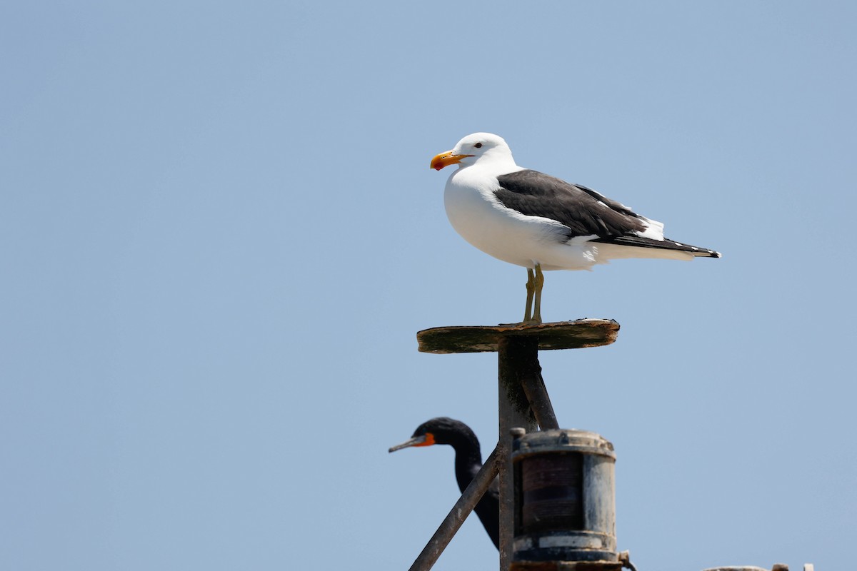 Kelp Gull - ML637628646