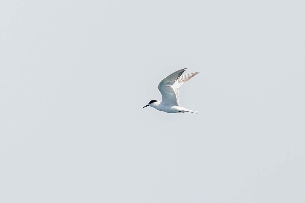 Common Tern - ML637628657